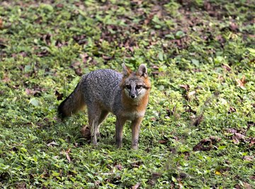 Gray Fox Adaptations & Survival Behaviors | Sciencing