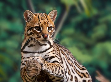 Jungle Animals List With Pictures & Facts: Animals That Live In Jungles