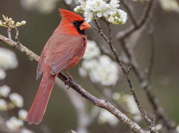 More than 3 billion birds have disappeared, thanks to climate change.