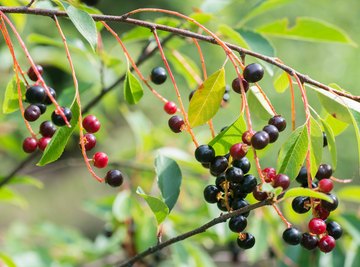 Interesting Facts About the Hackberry Tree