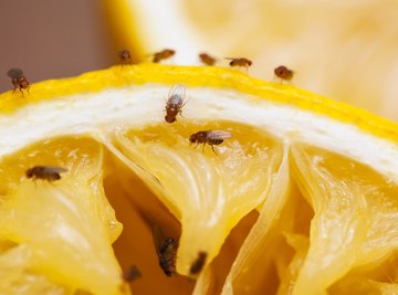 Fruit flies' perception of pain might help treat ours.