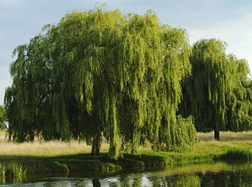 Different Willows: Common Varieties Of Willow Trees And Shrubs