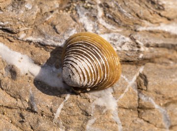 The Differences Between Clams & Scallops