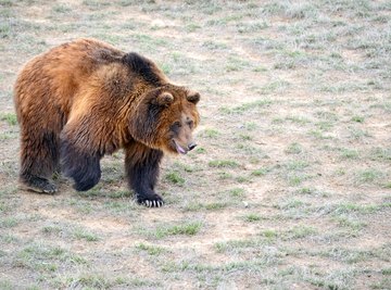 The great bear has lately shown some interest in reclaiming at least a little bit of its old grassland stomping grounds.