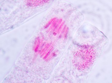 What Happens in the Interphase of the Cell Cycle