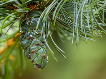 Achoo! Turns out, plants spread diseases just like we do.