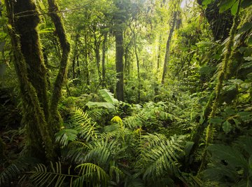 Qual é a diferença entre woods e forest e jungle ?