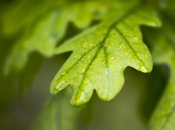 The global biogeography of tree leaf form and habit