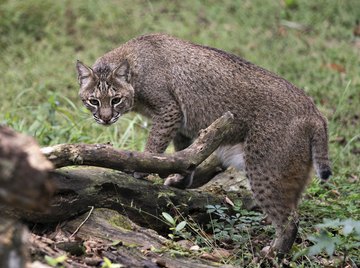 Information on Bobcats for Kids