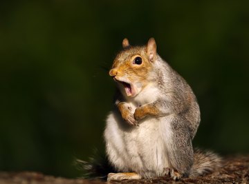 How to Make Friends With a Squirrel