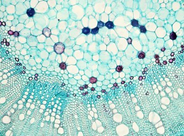 Examples of Substances That Use Facilitated Diffusion