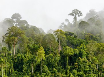 rainforest ecosystem drawing