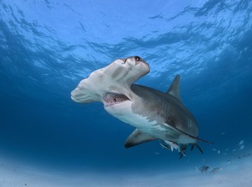 Life Cycle Of A Hammerhead Shark Diagram