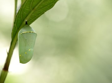 How to Identify Caterpillar Cocoons Sciencing