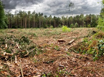 The Disadvantages of Deforestation
