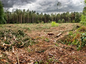 forest destruction essay