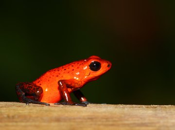 What Type of Body Coverings Do Amphibians Have? | Sciencing