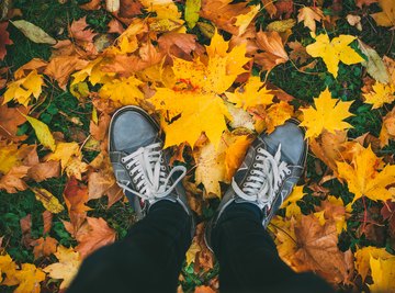 Why Do Leaves Change Color In Fall?