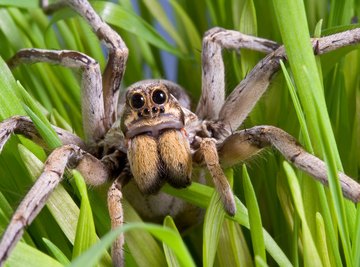 Difference Between Male & Female Wolf Spiders