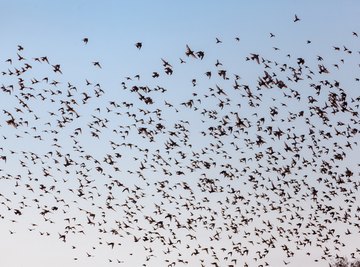 What Sounds Frighten Birds?