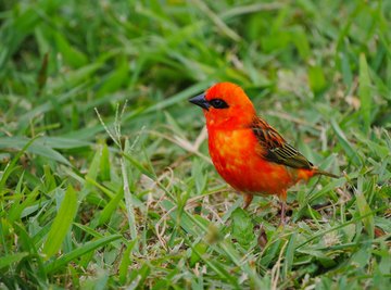 What Eats the Cardinal Bird?