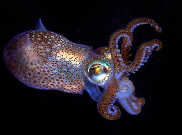 Strange but true -- squid might actually benefit from climate change.