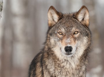 About a Wolf's Sense of Smell