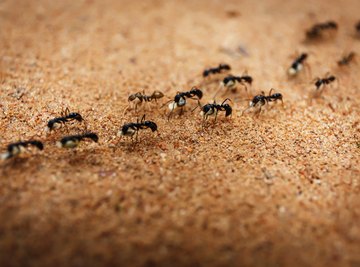 Ants of Ohio