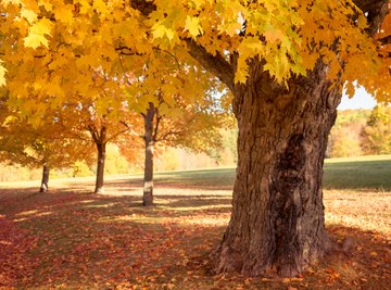 Maple Vs. Oak Wood