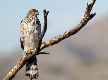 hawks eating birds