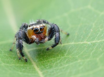 Types of Spiders: Black With White Dots