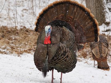 How to Tell the Difference Between Male & Female Turkeys