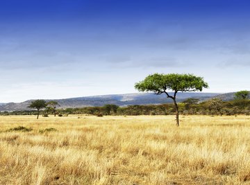 acacia ngorongoro grassland biotic crater biome tanzania factors savana savanna grasslands savannah akazie savannas krater tansania