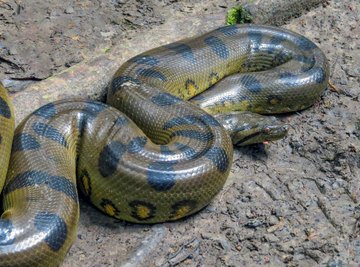 What Type of an Ecosystem Does an Anaconda Live In?