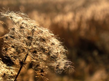 Marsh Plants & Animals