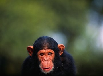 The Difference Between Chimpanzee Skulls & Human Skulls