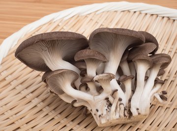 Types of Edible Mushrooms in Texas