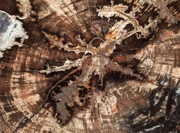 How to Identify Types of Petrified Wood