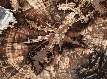 types of petrified wood