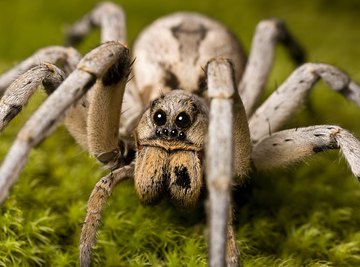 The Biggest Spiders in Virginia