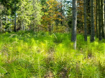 A Horsetail 's Life Cycle