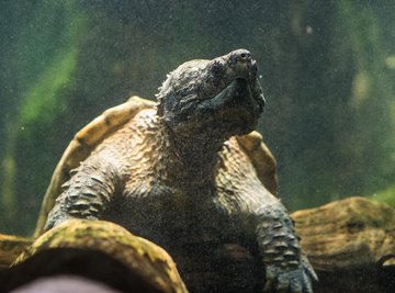 What Is the Difference Between a Snapping Turtle & a Painted Turtle?