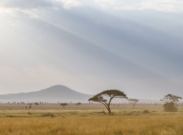 What Are the Trophic Levels in the Savanna?