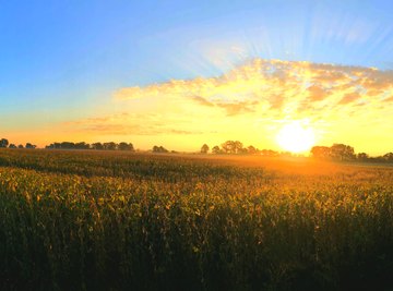 How Does the Sun Affect an Ecosystem?