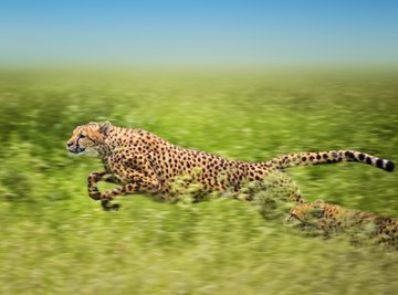 Characteristics of the Cheetah