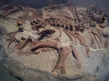 Importance of Fossils