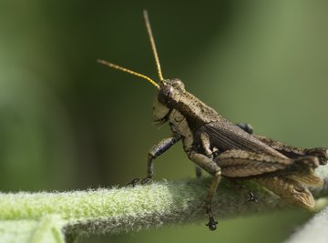 How Long Do Crickets Live