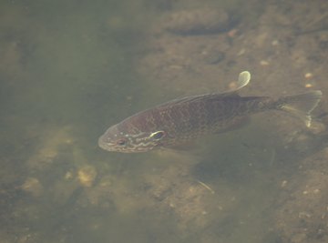 How to Tell the Difference Between a Male Crappie & a Female Crappie