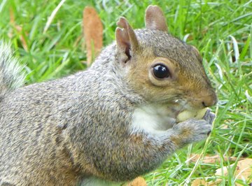 Homemade Squirrel Feeders for Kids