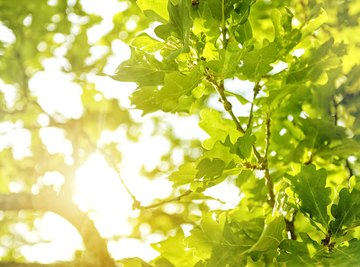 How Long Does Photosynthesis Take?